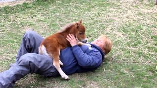 SPÉCIALPoulain miniature horse vraiment spécial au Ranch BBSM [upl. by Novyat423]