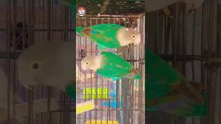 Love Birds birds parrot lovebird breeding cage youtube viral shorts [upl. by Mharba728]