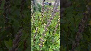 Third year in my garden doing great Baptisia Lemon Meringue perennials [upl. by Giraud]