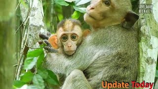 Baby Monkey Elpida is Living in Good Life Cuz of Female Monkey Come to Help Every Second [upl. by Sadiras271]