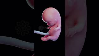 शिशु का विकास  आरंभ से अंत तक Incredible Baby Growth in 3D baby pregnancy timelapse animation [upl. by Heshum951]