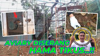 EPS22 AVIARY DEHAKIMS  PANIK BANYAK HAMA TIKUS DI AVIARY PUTAR OTAK BASMI HAMA TIKUS [upl. by Eugor]