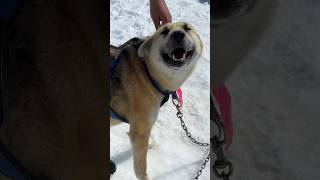 I went dog sledding in Alaska and it was INSANE shorts dogsled alaska cruise [upl. by Messere418]