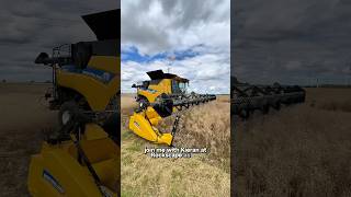 Harvesting Rapeseed in SLOW MOTION agri [upl. by Orelle363]