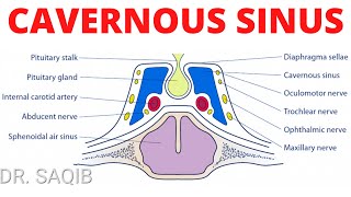 Cavernous Sinus Anatomy [upl. by Nannarb]