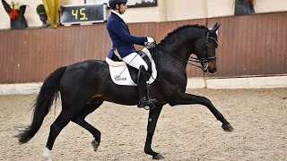 Escamillo M first test Escolar x Rohdiamant approved stallion [upl. by Ffej]