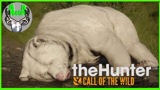 First Look at Albino GRIZZLY  HotSpots  theHunter Call of the Wild [upl. by Ekul963]