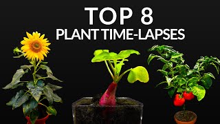 Time Lapse of Pea Shoot  Root Growth 1080P [upl. by Acinnor]