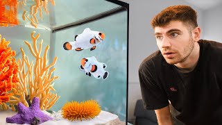 AMAZING Saltwater Fish Room Tour [upl. by Sellers]