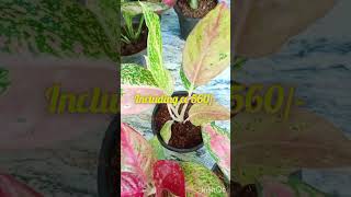 aglaonema combo including cc 560 contact no 7558048200 [upl. by Eelhsa532]