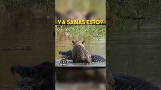 Jaguar vs Caiman jaguar caiman vidasalvaje [upl. by Acilef]