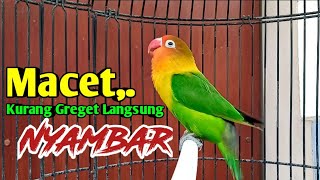 SUARA LOVEBIRD NGEKEK PANJANG FIGHTER FULL EMOSI LOVEBIRD MACET KURANG GREGET LANGSUNG NYAMBAR [upl. by Ahscrop]