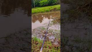 വരാൽ കുളം 😍fishfishinglifeviraltrendingsnakeheadshortvideos [upl. by Evetta]