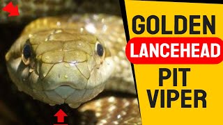 Venomous Golden Lancehead Pit Viper  Golden Lancehead A Highly Venomous Pit Viper Snake [upl. by Dressel]