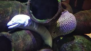 giant moray eel SEALIFE Melbourne Aquarium [upl. by Naoh823]