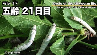 【蚕の一生】Cycle of the silkworm life 1733 五齢 [upl. by Butta]