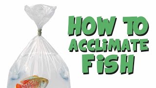 HOW TO Add New Fish to an Aquarium [upl. by Rorke]