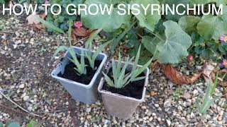 How To Grow Sisyrinchium From Seed [upl. by Godber]