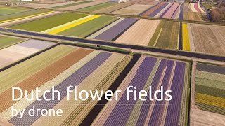 Bollenvelden bij De Zilk  Dutch flower fields by drone [upl. by Amhser261]