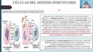 HISTOLOGÍA SISTEMA INMUNITARIO Y TEJIDOS Y ÓRGANOS LINFÁTICOS [upl. by Harriott]