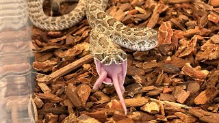 Rattlesnake has a mouse doing the splits after being injected with venom [upl. by Ttelracs]