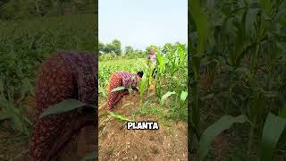 ¡Esfuerzo Increíble Agricultoras Protegen sus Cultivos del Viento 💪🌱 shorts [upl. by Desberg]