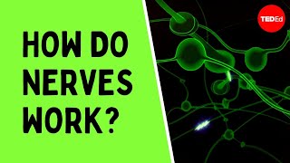 How do nerves work  Elliot Krane [upl. by Ameluz]