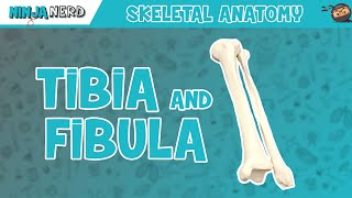 Tibia amp Fibula Anatomy [upl. by Remos461]