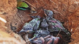 Bumble Bee Feeding baby birds in nest  Asian bee eater [upl. by Nasas165]