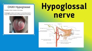 Hypoglossal Nerve  Cranial Nerve 12 Pathway Nerve Lesion [upl. by Eseyt]