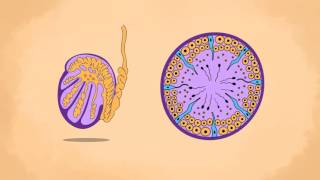 Structure of sperm and Spermatogenesis [upl. by Eniamrahs]