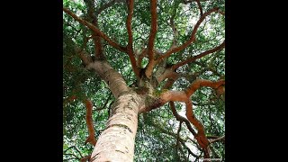 Chá da casca da árvore do Jatobá  A natureza a seu dispor Família AVôVó [upl. by Naiviv261]