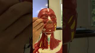 MÚSCULOS FACIALES ✅ Anatomía fácil de entender [upl. by Melisa]