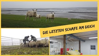 Die letzten Schafe am Deich  DEICHVLOG 30 [upl. by Eatnhoj]