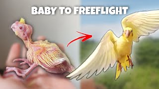 BABY TO FREE FLIGHT COCKATIEL KIRO [upl. by Anaidiriv]