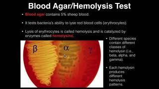 How Red Blood Cells are Made Animation  Formation of RBC Video Structure Function Blood Components [upl. by Awjan640]