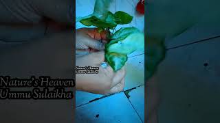 Syngonium Podophyllum pleasesubscribemychannel garden plantsnew natureplants diyfypシ゚ [upl. by Hiro]