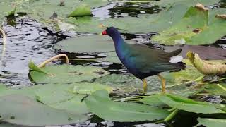 Purple Gallinule in the Everglades 202312 [upl. by Chrissie27]