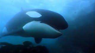 A Man Among Orcas  Orca Indian ocean  Wildlife documentary [upl. by Rawdon843]