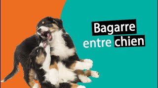 Mes chiens se battent entre eux  Que faire   Dr COZ [upl. by Nnayt]