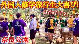 奈良公園で鹿に餌やりをして外国人修学旅行生も感動【生の海外の反応】 [upl. by Allesor11]