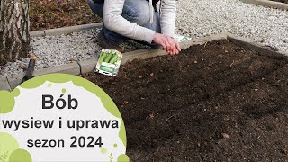 Bób Jak wysiewać i potem uprawiać bób żeby mieć obfite plony Sezon 2024 [upl. by Eahsel]