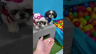 Wiggles Waggles and Waffles Go On a Paw Patrol Mission FamilyFun FunnyDogs PawPatrolDogs [upl. by Eiuqnimod]