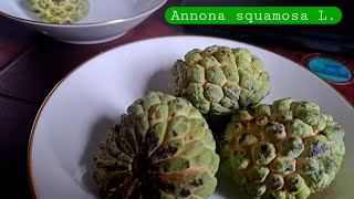 Tropical Delicacies Annona [upl. by Abrahamsen]