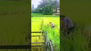 Process of Harvesting Rice with a Combine Harvester [upl. by Stultz487]