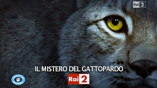 IL MISTERO DEL GATTOPARDO [upl. by Ardnazil]