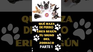 Qué raza de perro eres según tu signo del zodiaco Parte 1 [upl. by Johnsson]