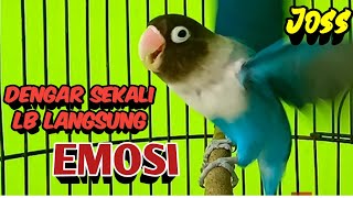 Suara Burung Lovebird Ngekek Panjang JOS MANTAB Buat Pancingan DENGAR SEKALI Labet Langsung EMOSI [upl. by Allissa]