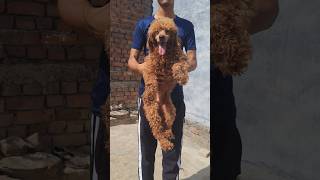 Amezing Nice Toy Poodle 🐩 Puppies Available 🐩 🐶 youtubeshorts pets shorts viralvideo [upl. by Melcher223]