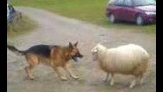 Dog VS Sheep [upl. by Sergei521]